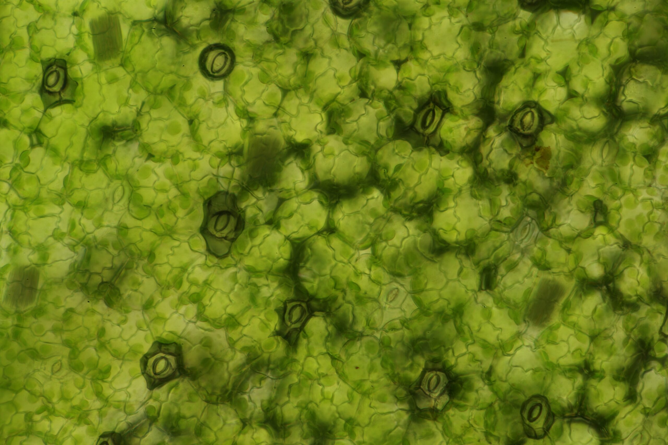 The microscopic lungs of duckweed